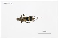 藏品(曲紋虎天牛)的圖片